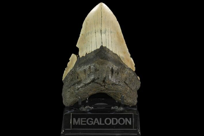 Fossil Megalodon Tooth - North Carolina #124953